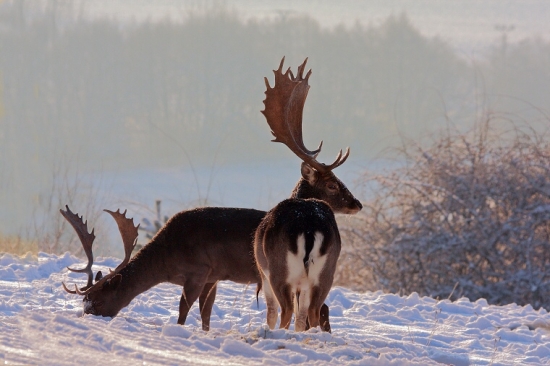 Daniel škvrnitý (Dama dama)
