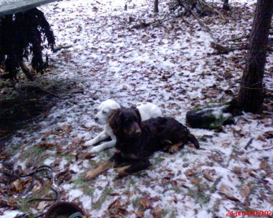 Pomoc při přikrmování zvěře