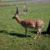 Bude s neho niečo ??