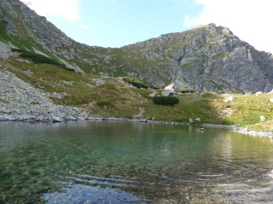 Ostry rohac