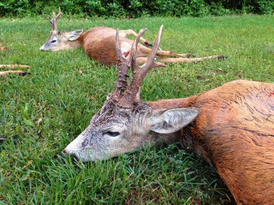 z iného pohladu ID238116