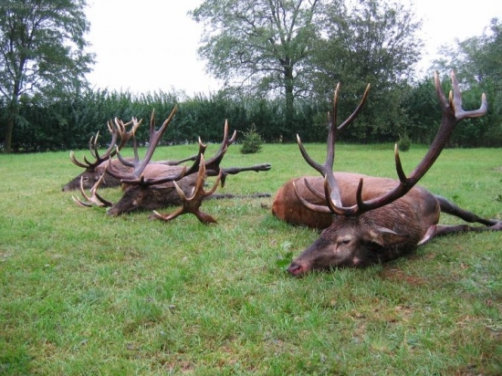 SILNE JELENE, STRELEC BOL Z RAKUSKA