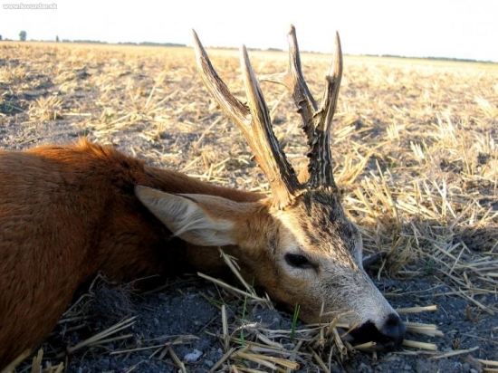 KAMARATOV, 599G, 163.97 BODOV