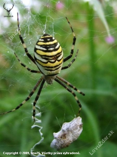 pavúčik 2
