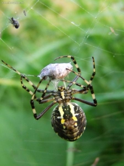 pavúčik