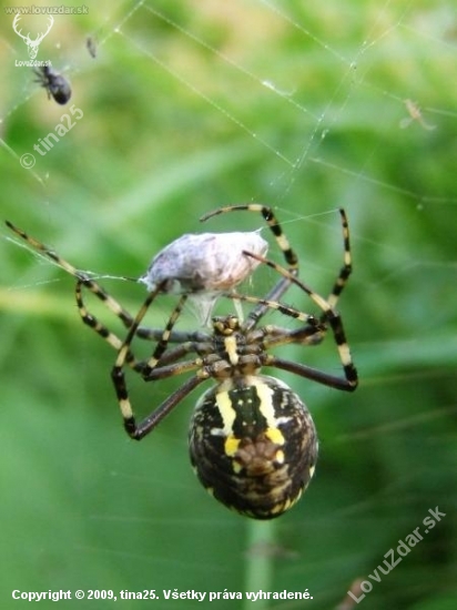 pavúčik