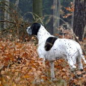 Ares