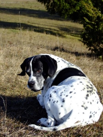 niečo ma uštiplo !