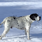 Ares