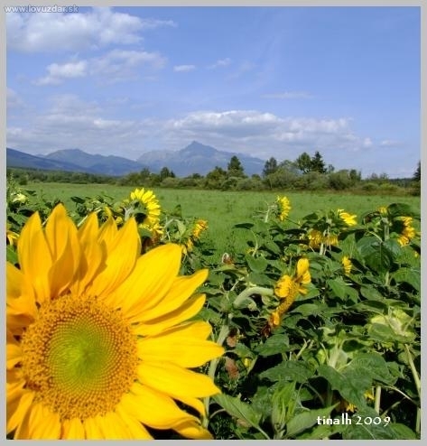 slnečnice pod Kriváňom