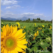 slnečnice pod Kriváňom