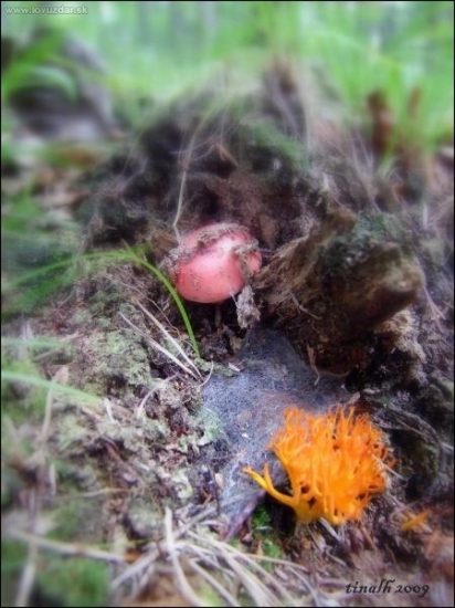 strapačka a plávka