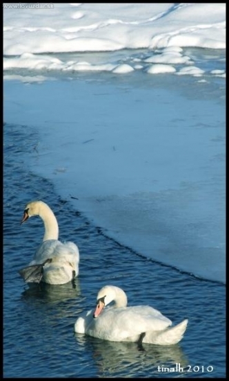 Labute na Belej