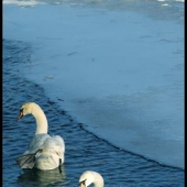 Labute na Belej
