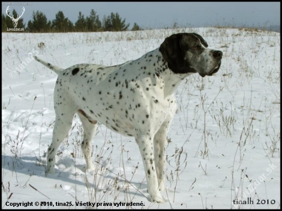 ARES