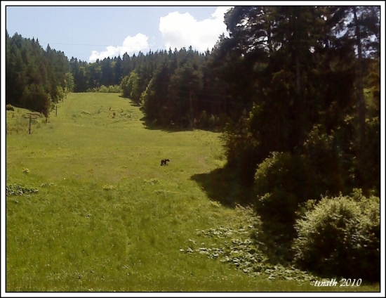 maco na dovalovskom vleku