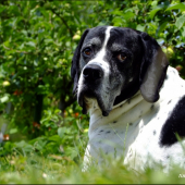 Ares