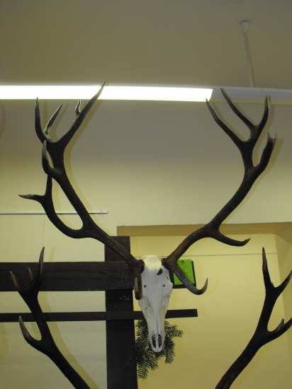 Chovateľská prehliadka trofejí-Levoča 2011