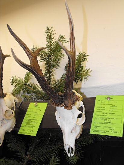 Chovateľská prehliadka trofejí-Levoča 2011