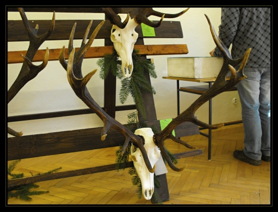 Chovateľská prehliadka trofejí-Levoča 2011