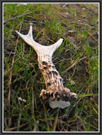 Včerajší srnčí zhod