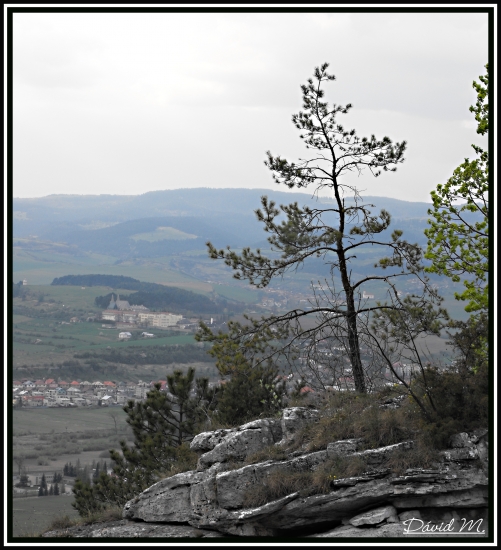 Borovica na skale