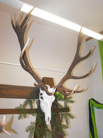 Chovateľská prehliadka trofejí