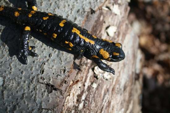 Salamandra škvrnitá