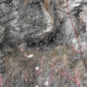 Hniezdo Výra skalného