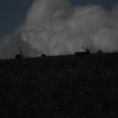 Jelenia ruja 25.09. 2017