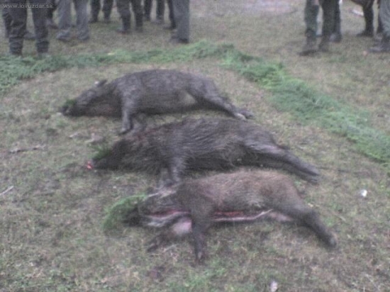 Dnešná spoločná poľovačka