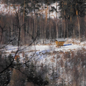 Jelenice pri senníku