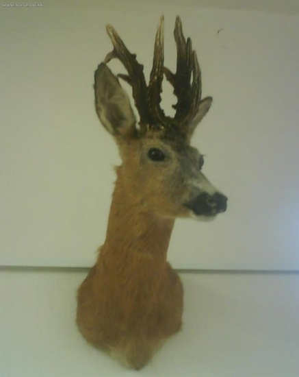 Chovateľská prehliadka 2009