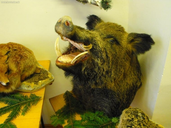 Chovateľská prehliadka 2010 Levoča