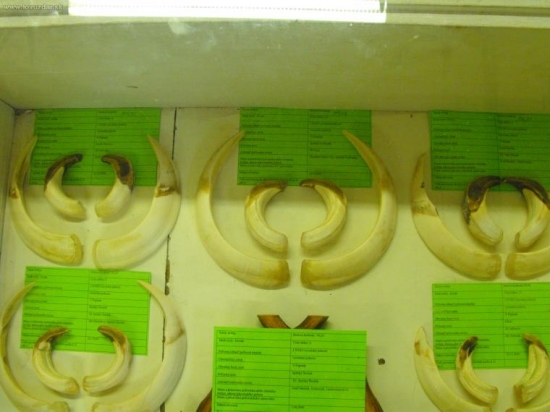 Chovateľská prehliadka 2010 Levoča