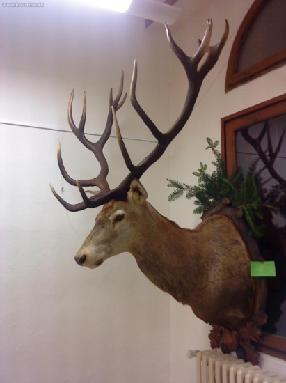 Chovateľská prehliadka 2010 Levoča