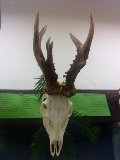 Chovateľská prehliadka 2010 Levoča