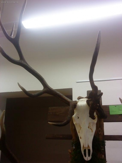 Chovateľská prehliadka 2010 Levoča