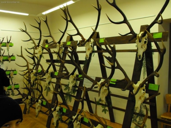 Chovateľská prehliadka 2010 Levoča