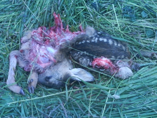 srnča uhynuté pri kosbe poľnohospodárskych plodín