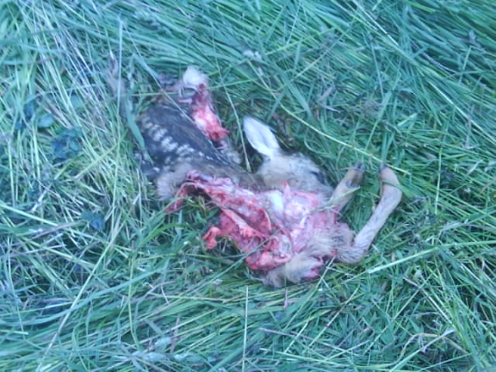 srnča uhynuté pri kosbe poľnohospodárskych plodín