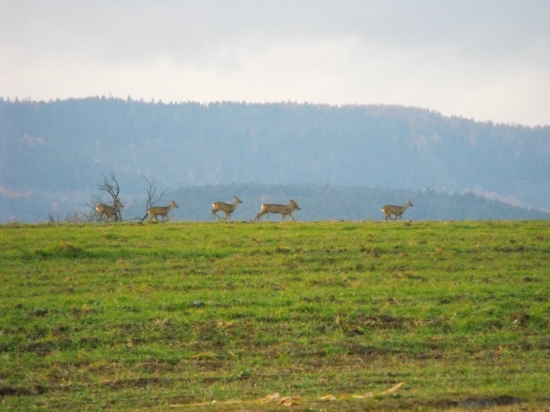 Srnčia zver
