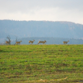 Srnčia zver