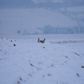 Srnčia zver