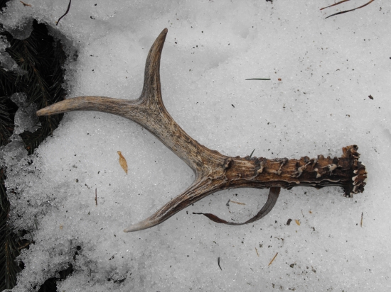 Keď sa darí tak sa darí