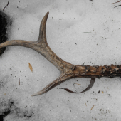 Keď sa darí tak sa darí