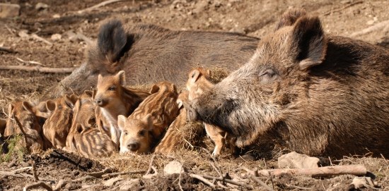 poobedná siesta