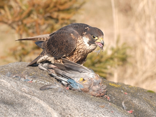 Sokol sťahovavý  Falco peregrinus