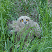 Vypadnuté z hniezda