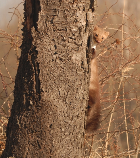 Kuk-  a už som hore